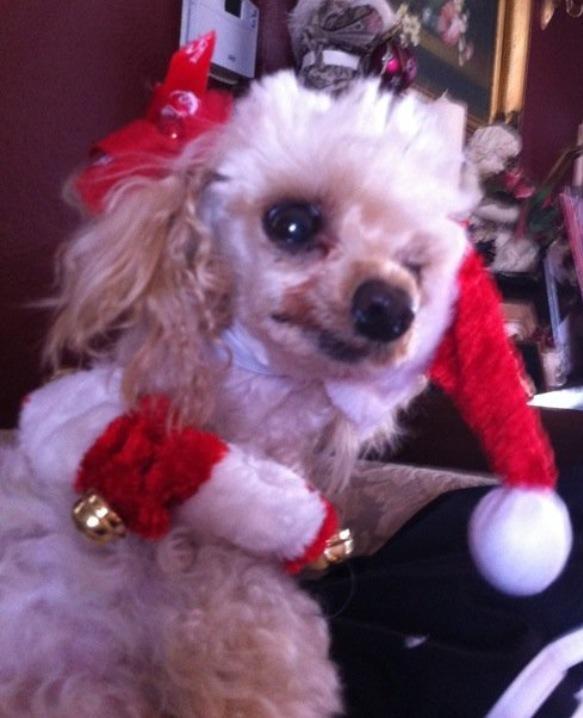 Princess celebrating Christmas with us