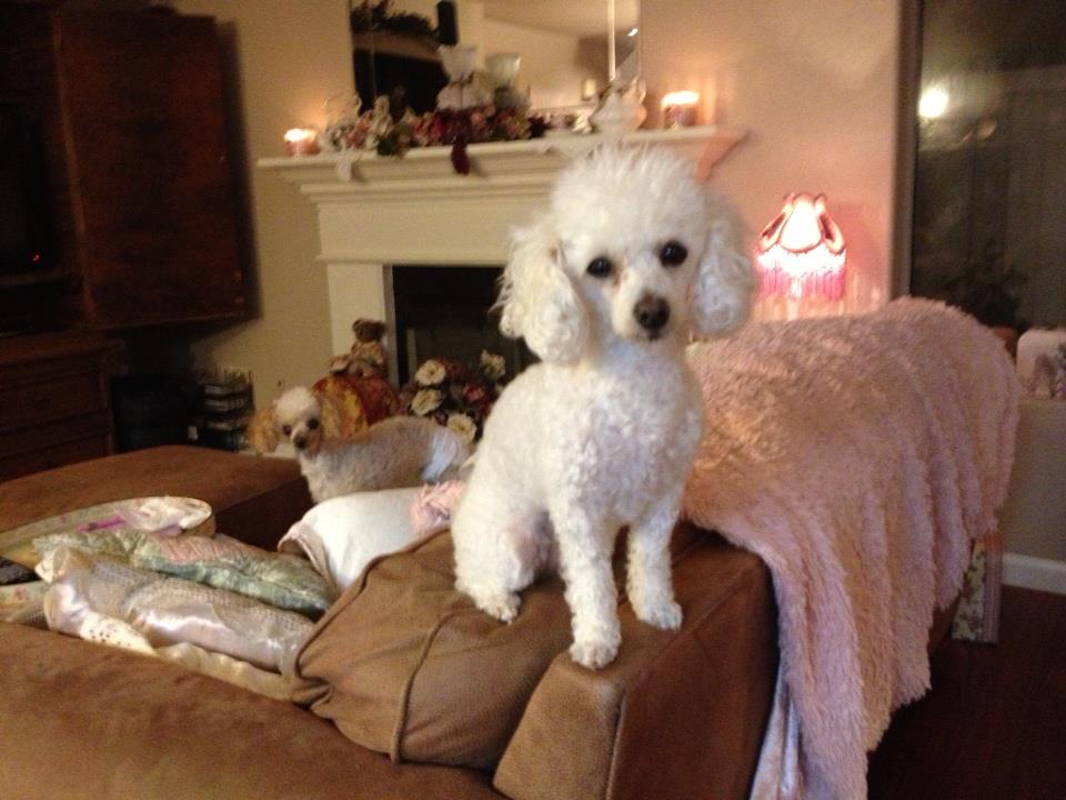 Daisy and Princess - (Daisy is on top of the couch, and Princess is in the background)