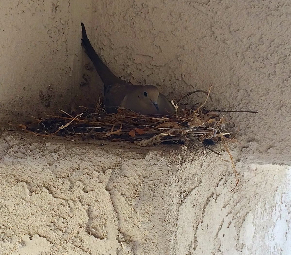 A dove nesting on the ledge of the entrance to our house