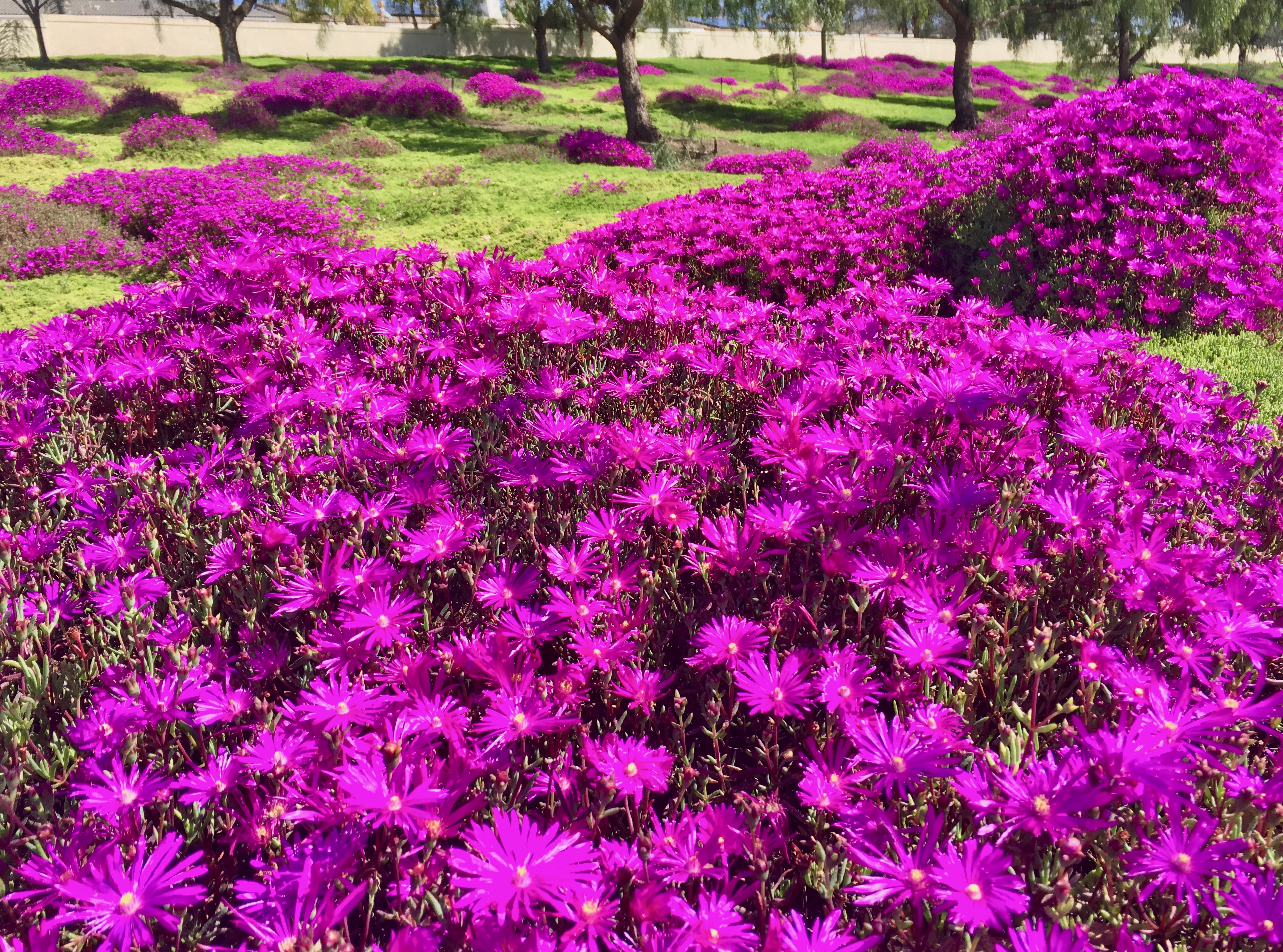 I saw these flowers blooming this week and it reminded me of Hannah and the photo above